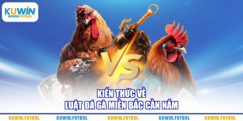 Kiến thức về luật đá gà Miền Bắc cần nắm
