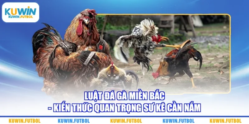 Luật Đá Gà Miền Bắc - Kiến Thức Quan Trọng Sư Kê Cần Nắm