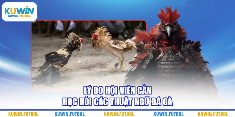 Lý do hội viên cần học hỏi các thuật ngữ đá gà