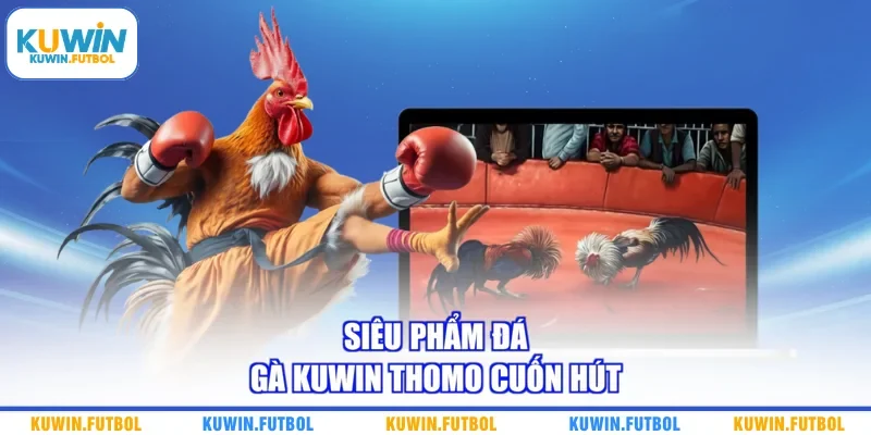  Siêu phẩm đá gà Kuwin Thomo cuốn hút 
