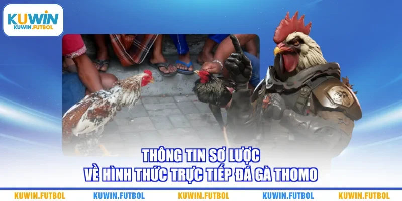 Thông tin sơ lược về hình thức trực tiếp đá gà Thomo