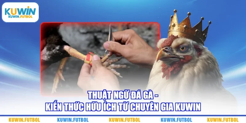 Thuật Ngữ Đá Gà - Kiến Thức Hữu Ích Từ Chuyên Gia Kuwin