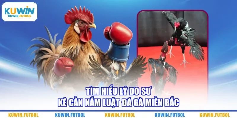 Tìm hiểu lý do sư kê cần nắm luật đá gà Miền Bắc