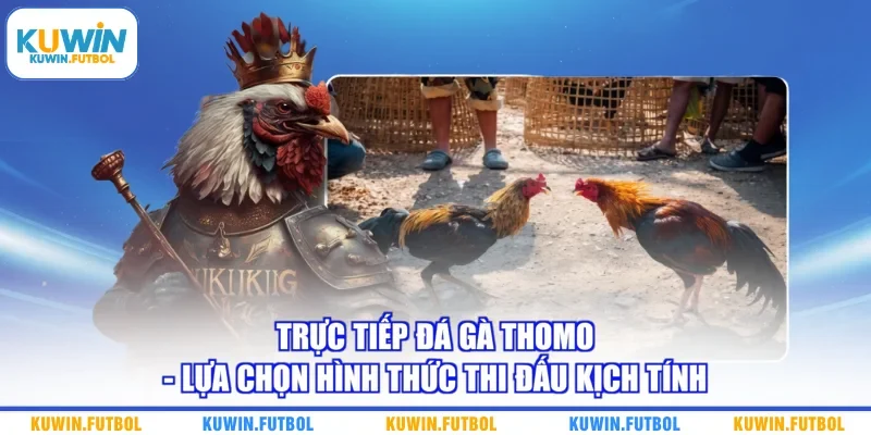 Trực Tiếp Đá Gà Thomo - Lựa Chọn Hình Thức Thi Đấu Kịch Tính